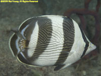 banded butterflyfish