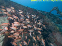 soldierfish in sailboat wreck
