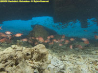 soldierfish under wreck