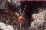 scarlet-striped cleaning shrimp