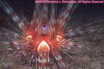 magnificent sea urchin