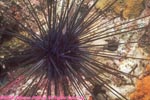 long-spined urchin
