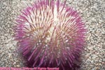 variegated urchin