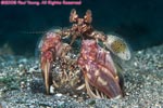reef mantis shrimp