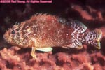 reef scorpionfish