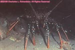 spotted spiny lobster