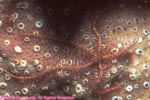 sponge brittle star