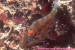 pygmy filefish