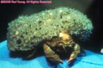 sponge crab