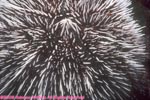 variegated urchin