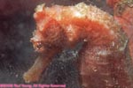 longsnout seahorse