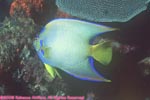queen angelfish