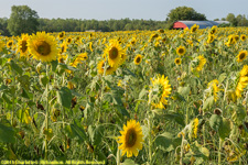 field and barn