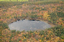 pond and foliage