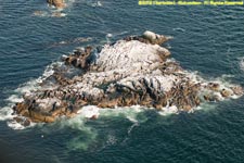 cormorant nests on Dry Salvages