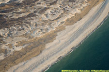 seals hauled out on the eastern shore