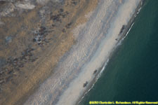 eastern shore with seals hauled out