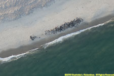 seals hauled out on the eastern shore