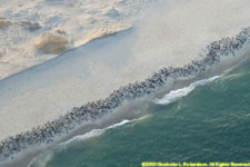 hauled-out seals for miles along the eastern shore