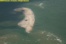 sand bar with seals and birds