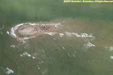 sand bar with seals off Muskegut