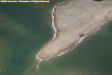 sand bar with seals and birds