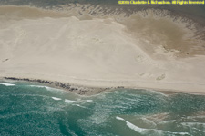 beach with seals