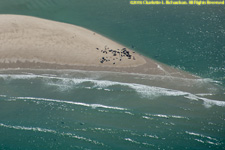 seals hauled out