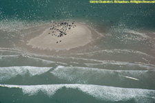 seals on a sand bar