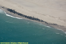 seal colony