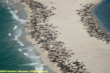 seal colony