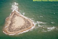 sand bar and seals