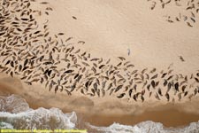 seal colony