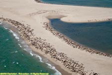 seal colony