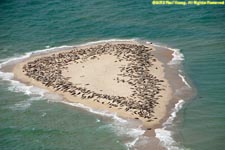 seals on sand bar