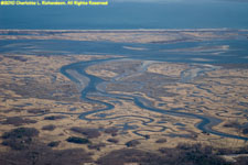 salt marsh