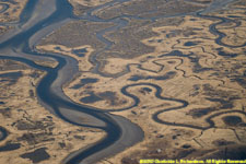 salt marsh