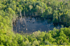 beaver pond