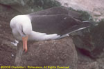 black-browed albatross on nest