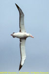 adult wandering albatross