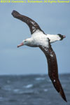 juvenile wandering albatross