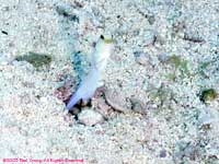 Yellowhead jawfish