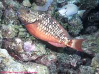 Stoplight parrotfish