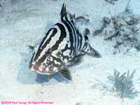 Nassau grouper