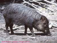 White-lipped Peccary