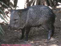 Collared Peccary