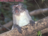 female macaque