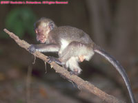 baby macaque