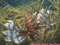 lionfish