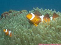 clownfish